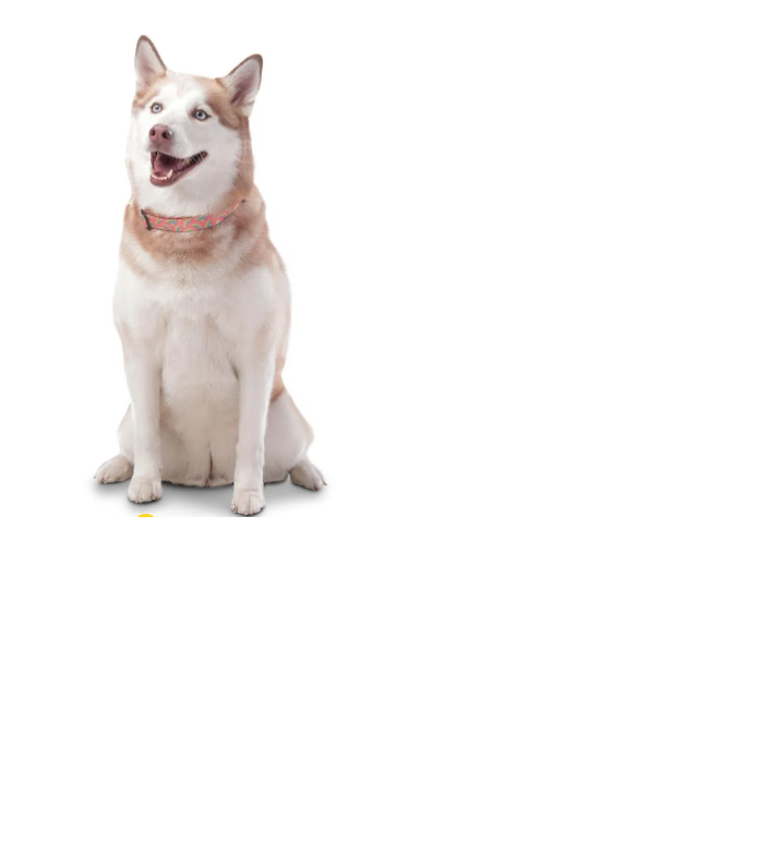 Collar Ajustable Mylu – Smiler -rosa - Imagen 3