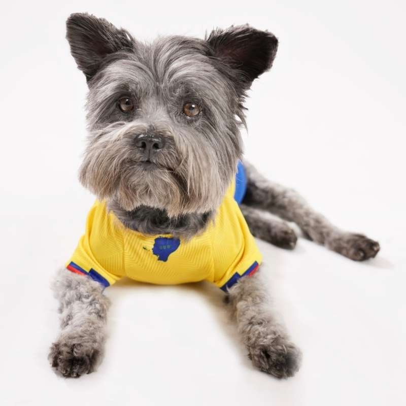 Camiseta de la Selección Tricolor Ecuador para perro - Imagen 2
